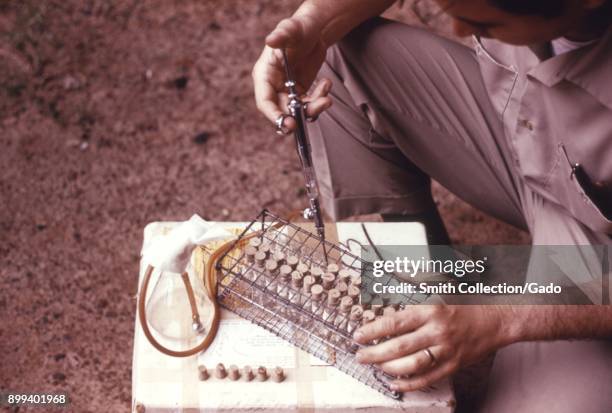 Detail photograph of a CDC scientist working outdoors, using a pipette to add diluents to glass viles, as part of a field study into arboviruses,...