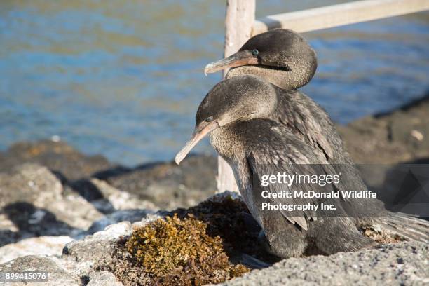 flightless cormorant - cormorant stock pictures, royalty-free photos & images