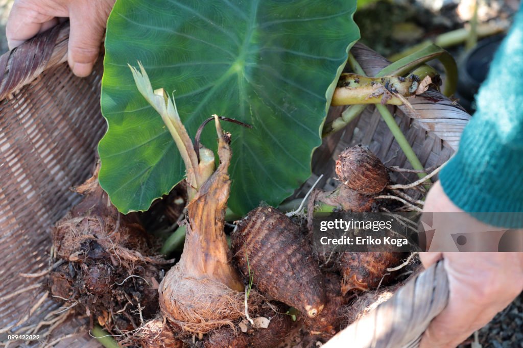 Man showing harvested taros and their leaf in basket