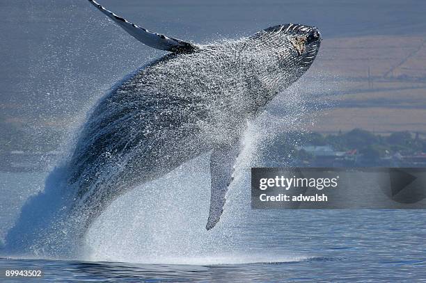 violando ballena jorobada - whale watching fotografías e imágenes de stock