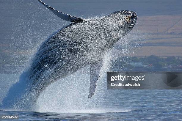 breaching humpback whale - pacific islands stock pictures, royalty-free photos & images