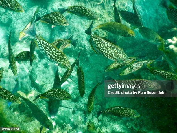 Fish Java Rabbistfish 162 Rabbitfish Stock Photos, High-Res Pictures, and Images - Getty Images