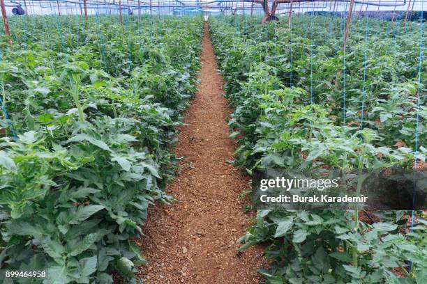 tomatoes ripening in greenhouse - ground turkey package stock pictures, royalty-free photos & images