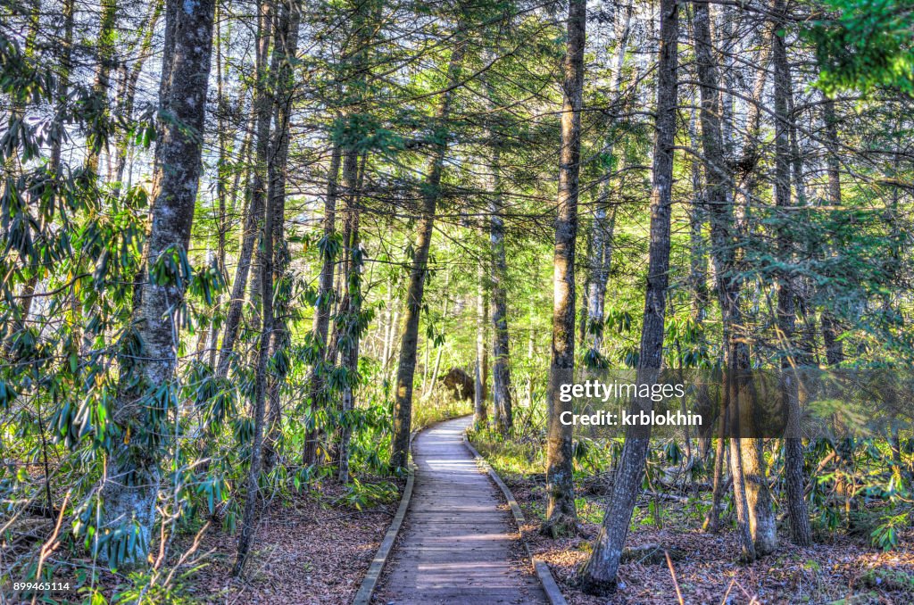 Jungle skogsstigen med trä strandpromenaden trail i höst under sunrise i tranbär Glades vildmark i West Virginia