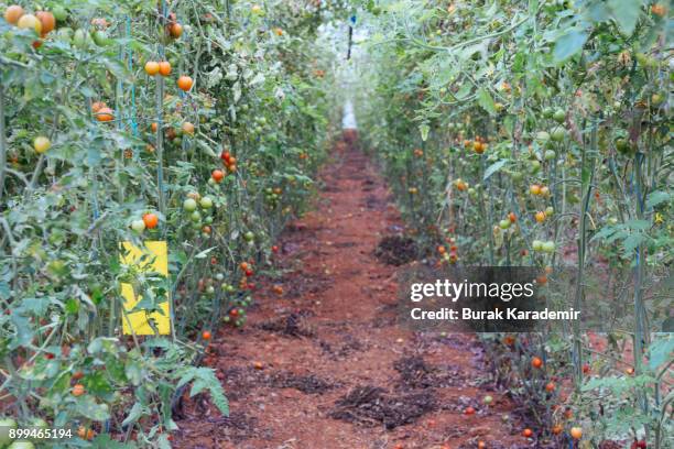 tomatoes ripening in greenhouse - ground turkey package stock pictures, royalty-free photos & images