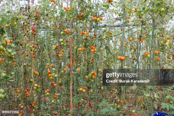 tomatoes ripening in greenhouse - ground turkey package stock pictures, royalty-free photos & images
