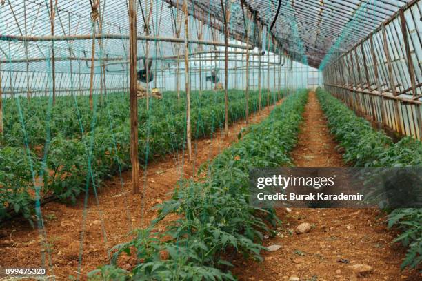 tomatoes ripening in greenhouse - ground turkey package stock pictures, royalty-free photos & images
