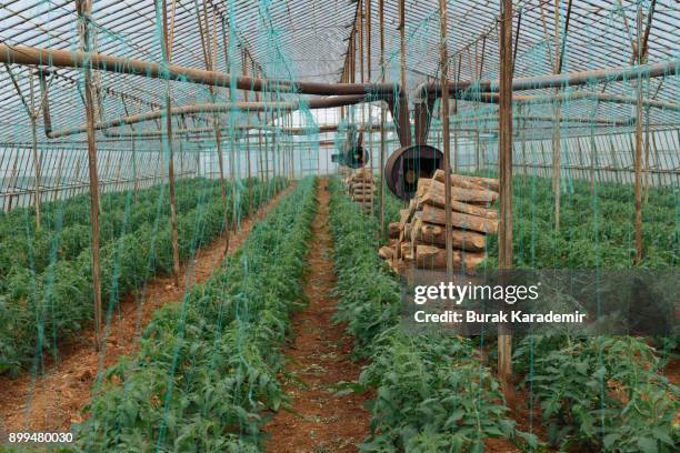 tomatoes ripening in greenhouse - ground turkey package stock pictures, royalty-free photos & images