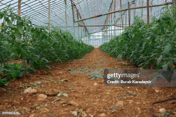 tomatoes ripening in greenhouse - ground turkey package stock pictures, royalty-free photos & images