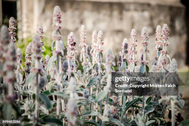 lamb's ear plant - big ears stock pictures, royalty-free photos & images