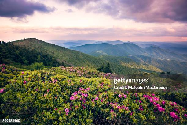 rhododendrons bloom on roan mountain - région des appalaches photos et images de collection