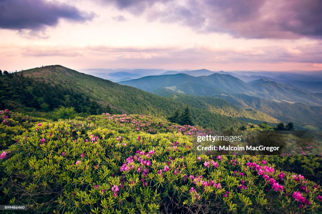 Rhododendrons Bloom on Roan Mountain