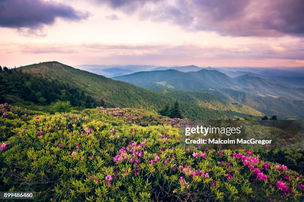 rhododendrons bloom on roan mountain - appalachia mountains stock pictures, royalty-free photos & images