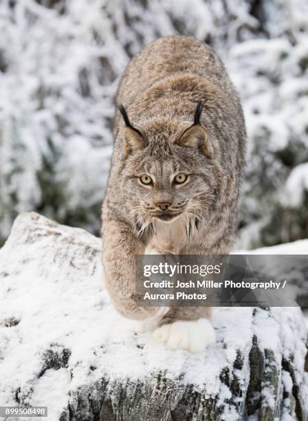 lynx (lynx canadensis) walking on snow, haines, alaska, usa - lynx snow walk stockfoto's en -beelden