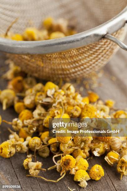 dried camomile flowers in a tea strainer and next to it - camomille bildbanksfoton och bilder