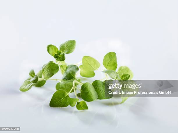 fresh oregano - origan stock pictures, royalty-free photos & images