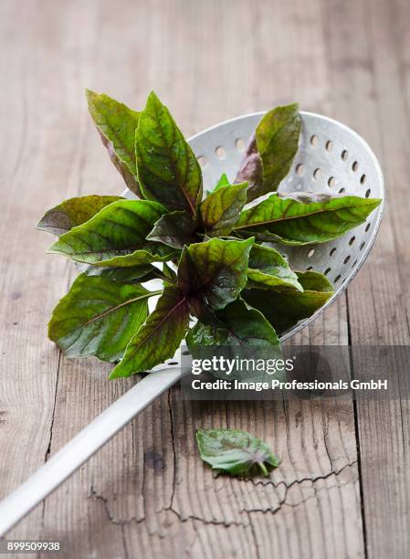 fresh basil on a strainer spoon - straining spoon stock pictures, royalty-free photos & images