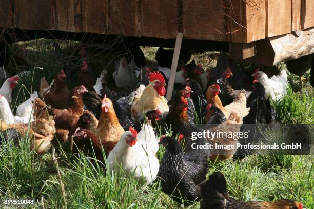 various different coloured chickens outdoors in front of a chicken stall - kippenhok stockfoto's en -beelden