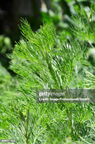 southernwood (artemisia abrotanum) - southernwood flower stock pictures, royalty-free photos & images