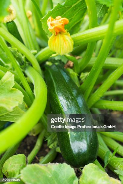 green squash growing on fence - zucchine stock pictures, royalty-free photos & images