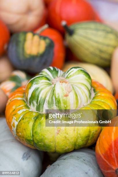 a turban squash amongst other types of squash - pattypan squash stock pictures, royalty-free photos & images