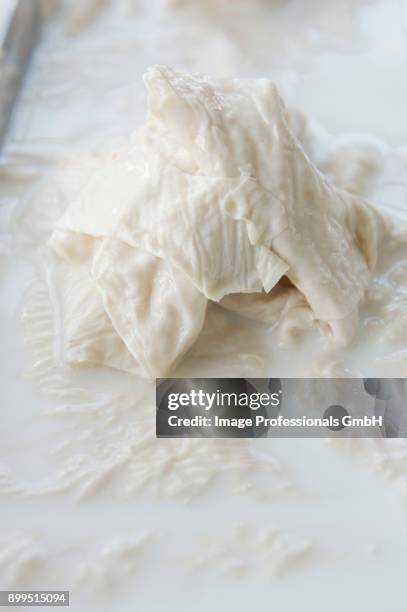 yuba - soya milk skin (speciality from kyoto, japan) - nata de soja fotografías e imágenes de stock