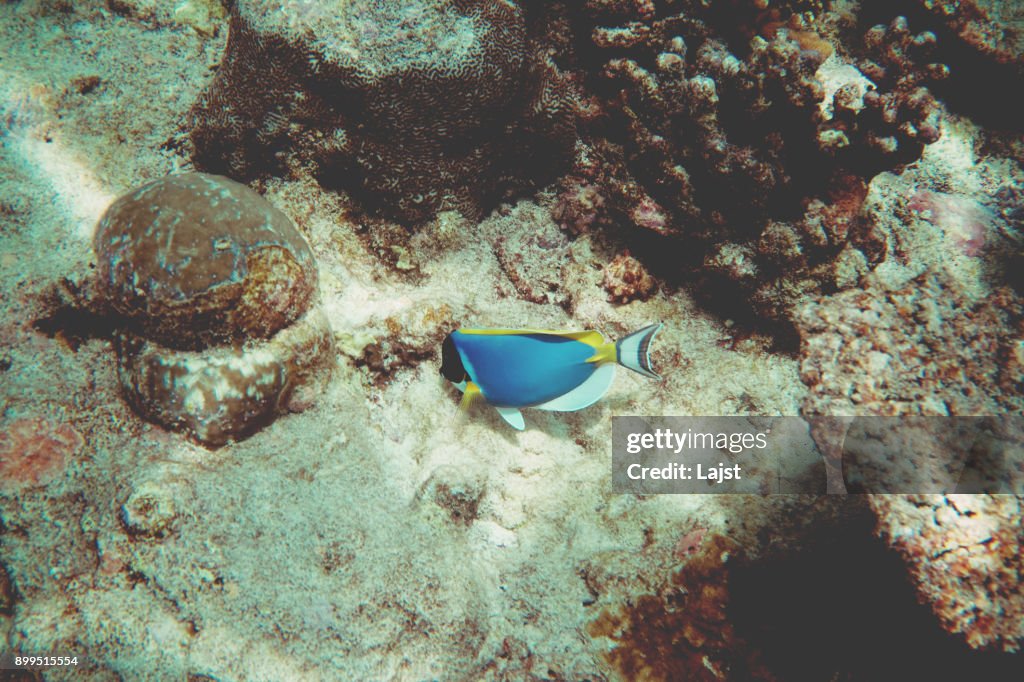 Blue surgeonfish, Maldives