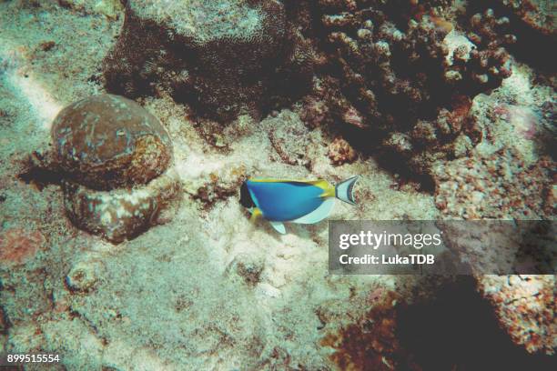 blue surgeonfish, maldives - acanthurus sohal stock pictures, royalty-free photos & images