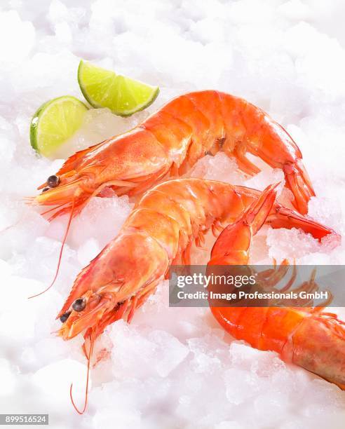 shrimp on ice - gambas photos et images de collection