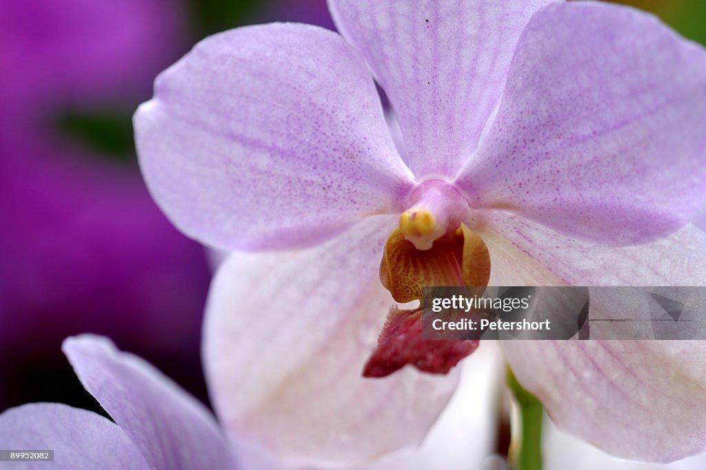 Close up of a purple orchid flower