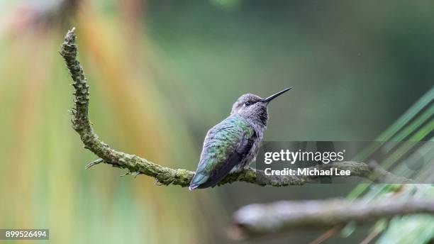anna's hummingbird - little golden gate stock pictures, royalty-free photos & images