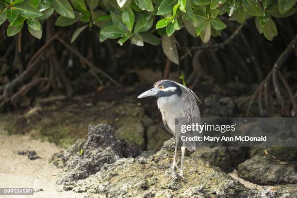 yellow-crowned night heron - darwin island stock pictures, royalty-free photos & images
