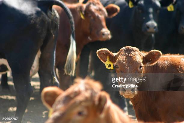 kühe - markierung für tiere stock-fotos und bilder