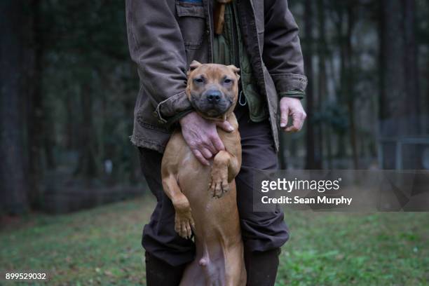 man and pet dog standing on hind legs - joined at hip stock pictures, royalty-free photos & images