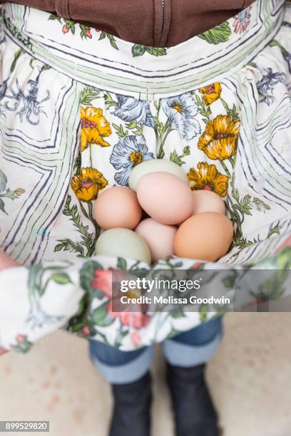 woman collecting eggs in apron - collecting tubule stock pictures, royalty-free photos & images