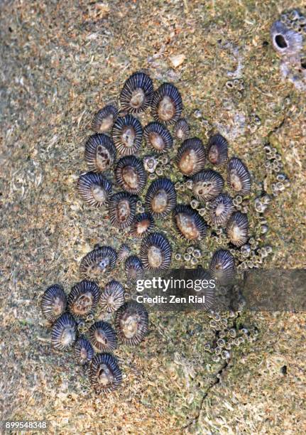 limpets and barnacles cling tightly to a rock - limpet fotografías e imágenes de stock