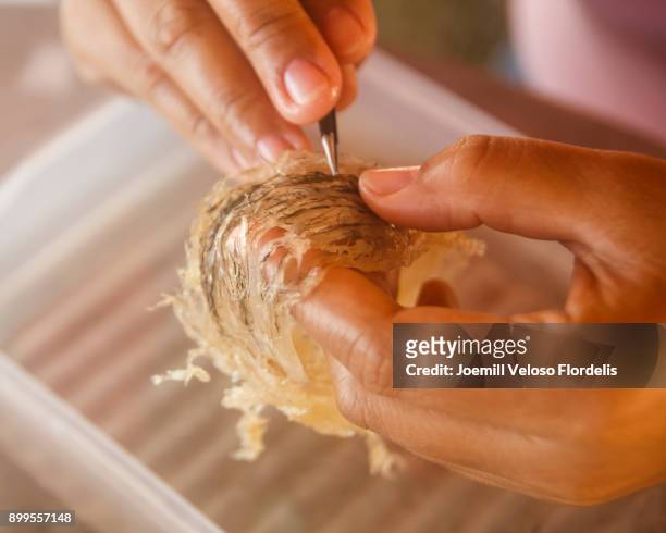 edible bird's nest - joemill flordelis - fotografias e filmes do acervo