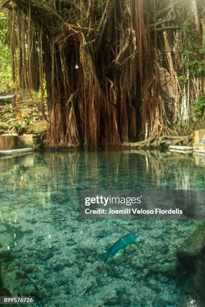 centuries-old enchanted balete tree (lazi, siquijor, philippines) - joemill flordelis - fotografias e filmes do acervo