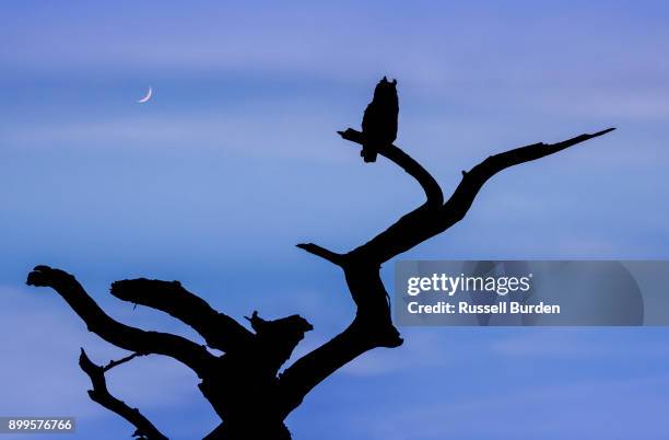 verreaux eagle owl - chicot arbre photos et images de collection