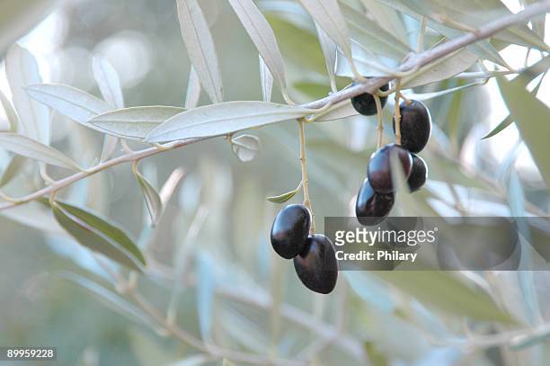 black olives - olive branch stock pictures, royalty-free photos & images