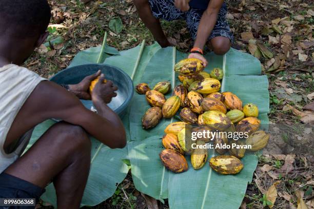 sao tomé and principe, opening the cocoa fruits to extract the seeds - カカオの実 ストックフォトと画像