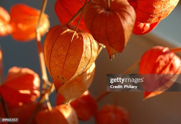 capsule arancione - lanterna cinese foto e immagini stock
