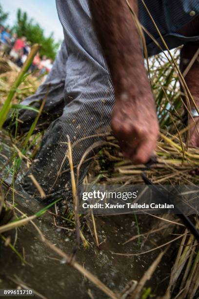 agriculture - ebro delta stock pictures, royalty-free photos & images