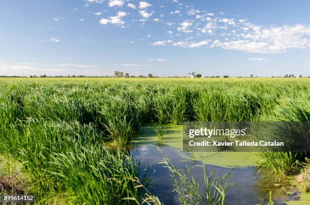 agriculture - ebro delta stock pictures, royalty-free photos & images