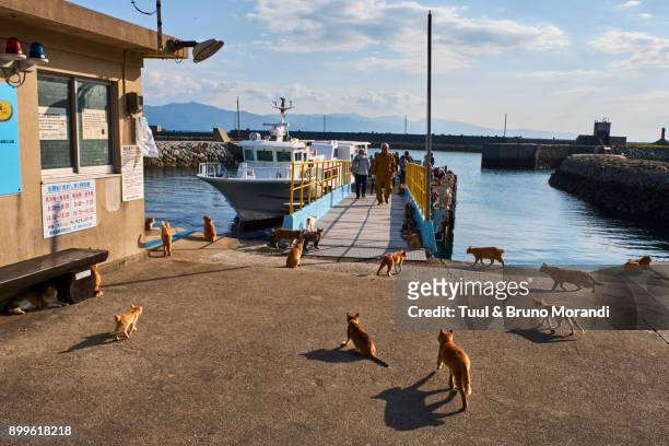 japan, cat island, aoshima island - 青島 個照片及圖片檔