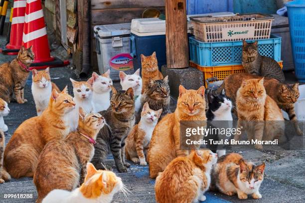 japan, cat island, aoshima island - große tiergruppe stock-fotos und bilder