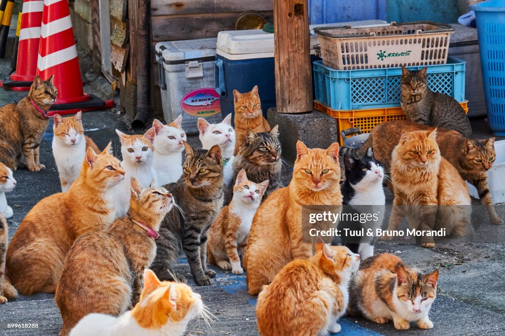 Japan, Cat island, Aoshima island