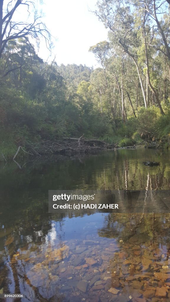 Aberfeldy River | Gippsland | Victoria | Australia