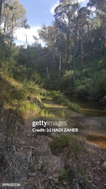 aberfeldy river | gippsland | victoria | australia - aberfeldy stock pictures, royalty-free photos & images