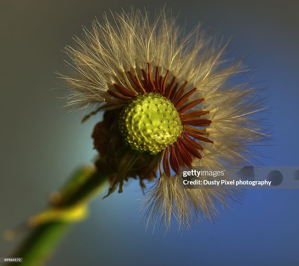 Dandelion head with seeds, center empty